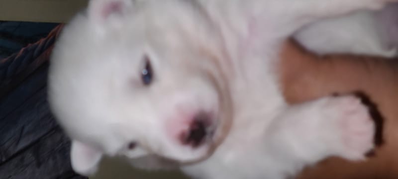 Ruby Bear (female 2 ) - 3/26/2023