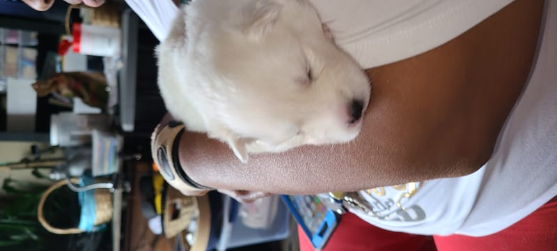 Ruby Bear (female 2 ) - 3/26/2023