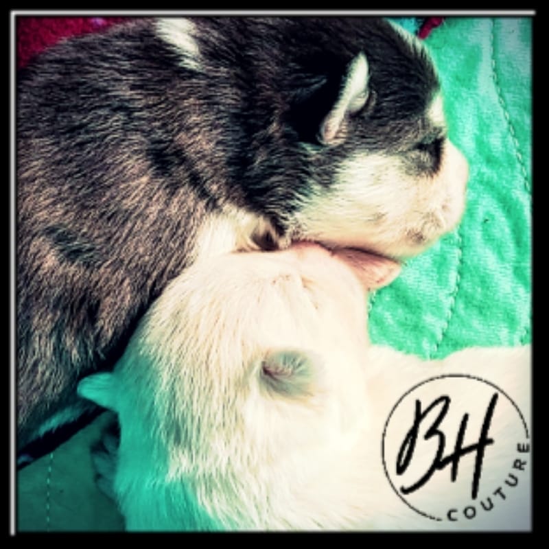 Ruby Bear (female 2 ) - 3/26/2023