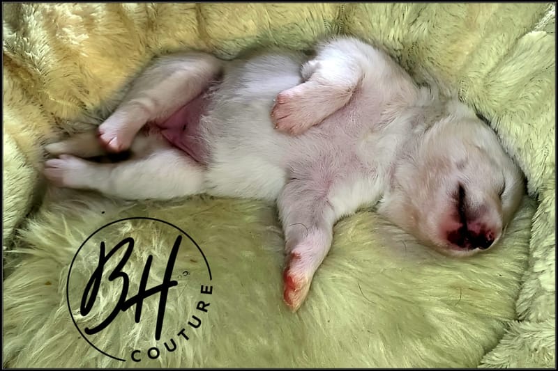 Ruby Bear (female 2 ) - 3/26/2023