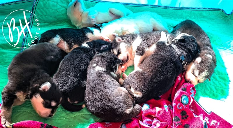 Current Litter