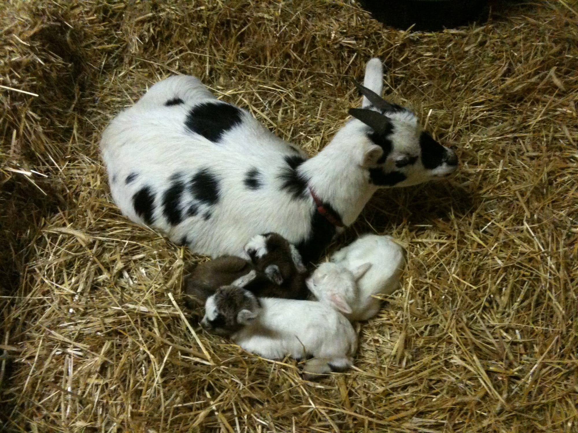 Milly mit Captain, Tintin & Snowy