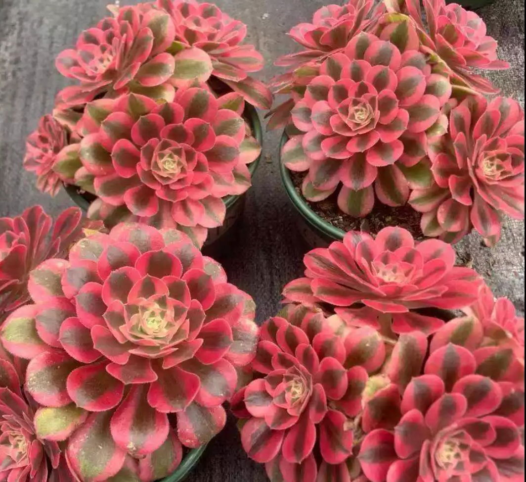 Aeonium Pink Witch