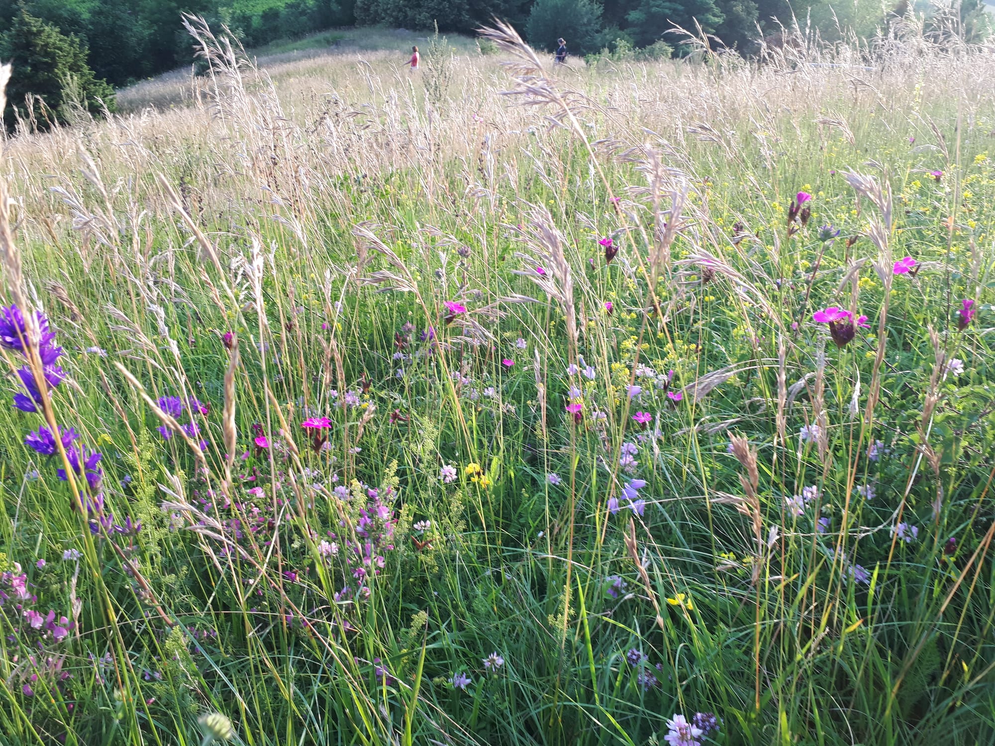 Sommerwiese