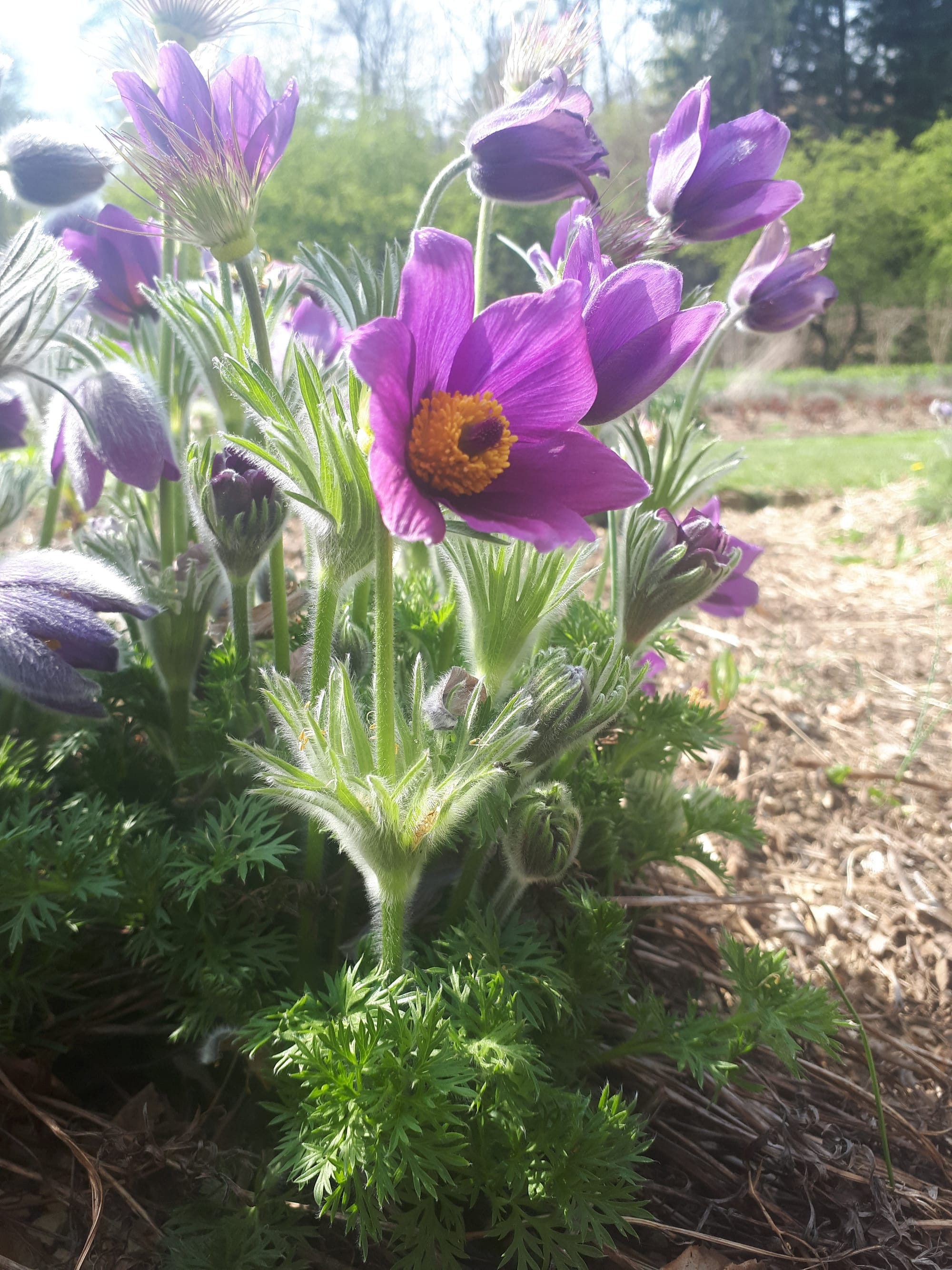 Küchenschelle Pulsatilla vulgaris