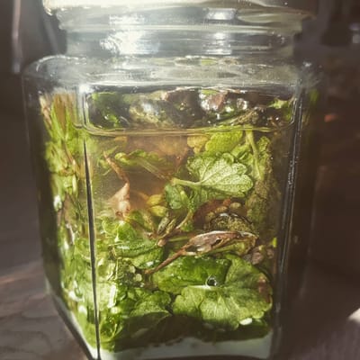 Gundermann Tinktur gegen Erkältung