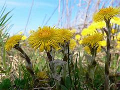Huflattich-Tee gegen Husten