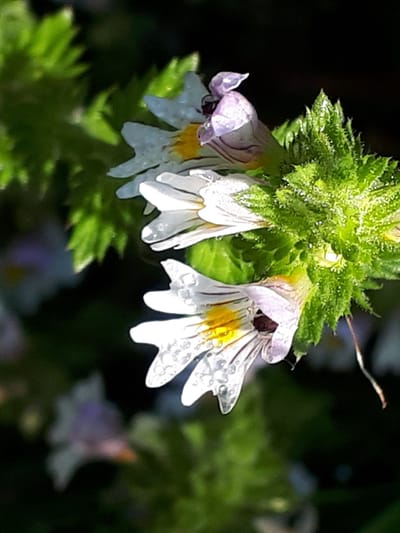 Wer tröstet meine Augen?