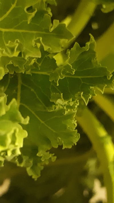Grünkohl im Fokus