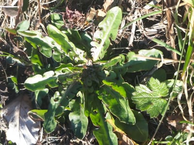 Die ersten Pflanzen Babys sind da!