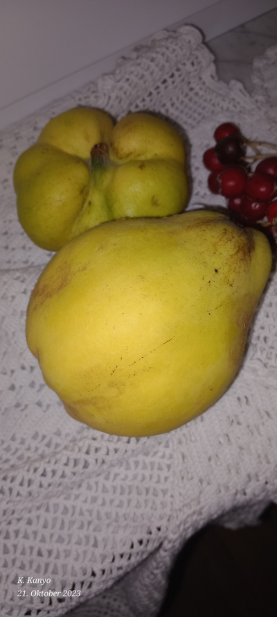 Quitten Verarbeitung: