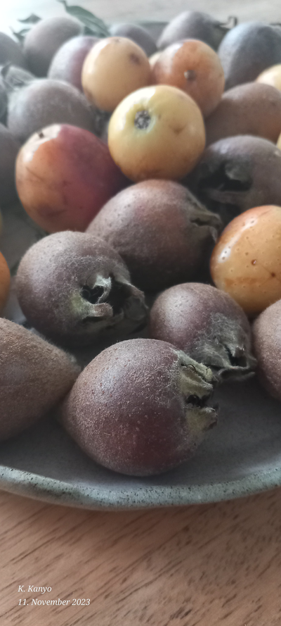 Vergessene Früchte: Mispeln((Mespilus germanica) und Speierling(Sorbus domestica)