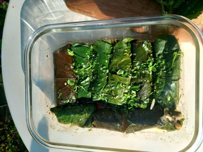 Essbare Bäume: Ahorn -Gefüllte Ahornblätter