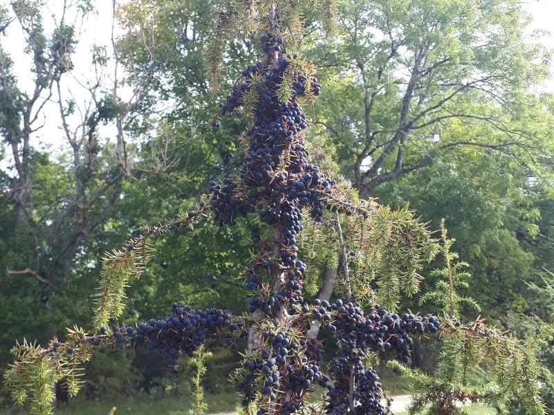 Wacholder und Silberdistel markante Pflanzen auf den Schwäbischen Alb