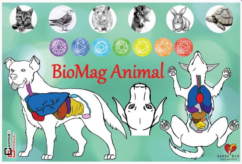 Workshop Mesa Magnética BioMag Animal