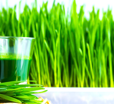 WHEATGRASS: A MULTI-FUNCTIONAL HERB