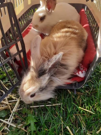 Nos ANIMAUX image