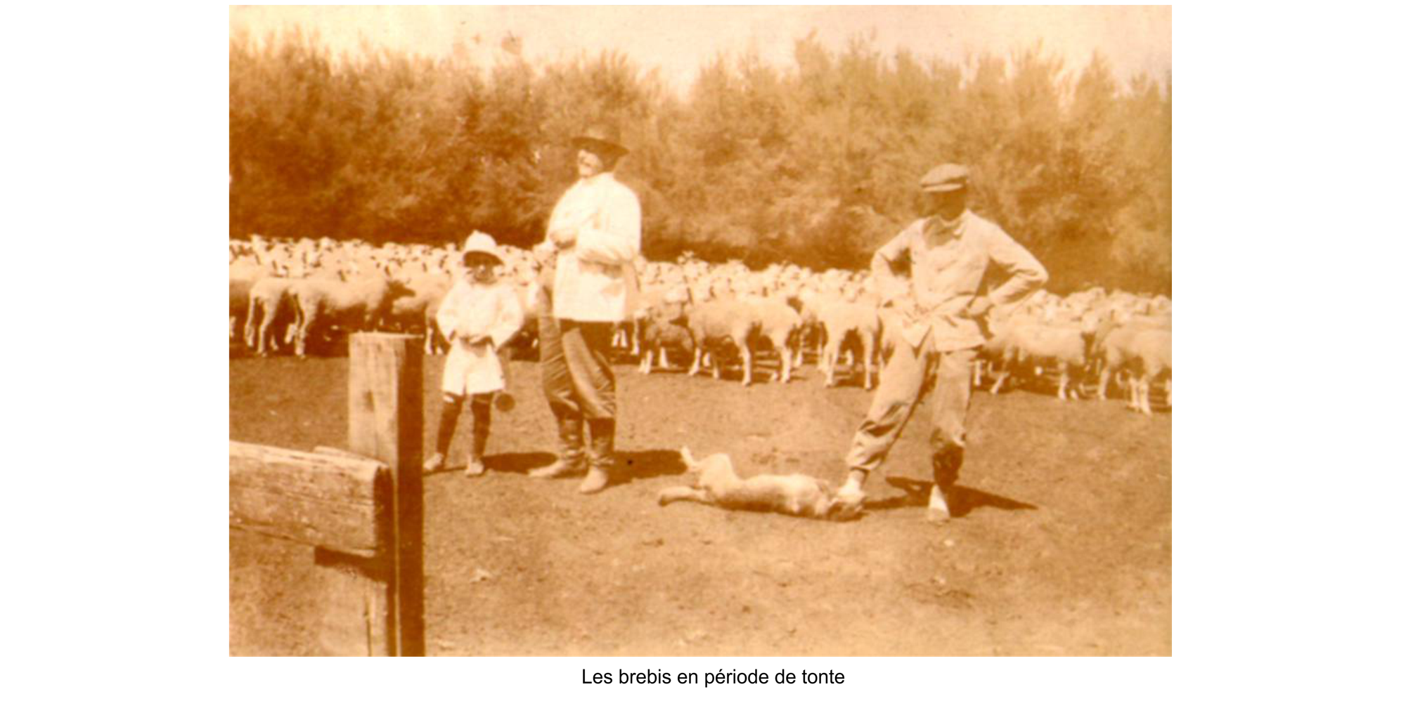 Les différents élevages  (Photos de notre famille tirées des archives d'Arthur PIQUEREZ et de son fils Aldo)