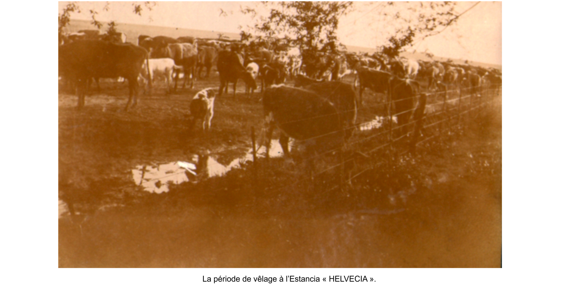 En période de vêlage des génisses.