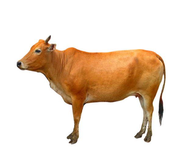 PAKEJ QURBAN LEMBU - 1 BAHAGIAN