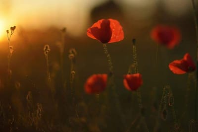 CONCOURS 2020 "FLEURS SAUVAGES"