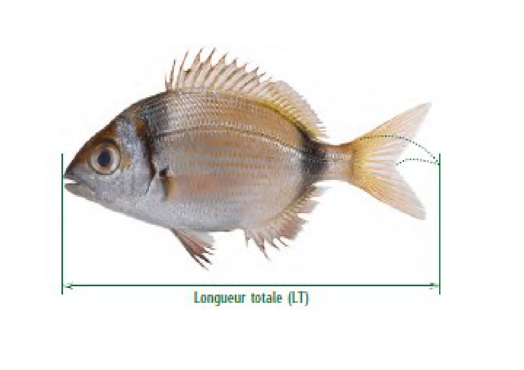 Pêche loisir, taille légale des poissons et crustacés capturés.