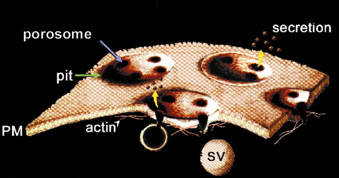 Schematic diagram of the secretory machinery