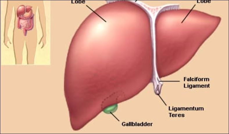 Liver Test