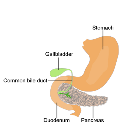 Lipase- Pancreatitis Test