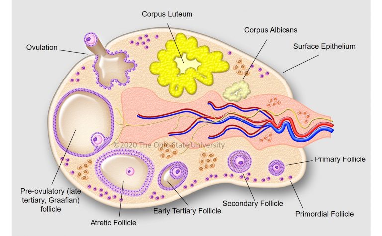 Infertility Program Overview