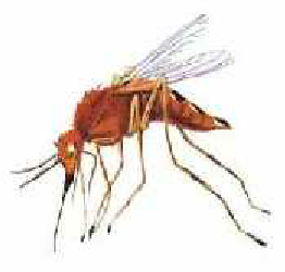 treament of dengue image