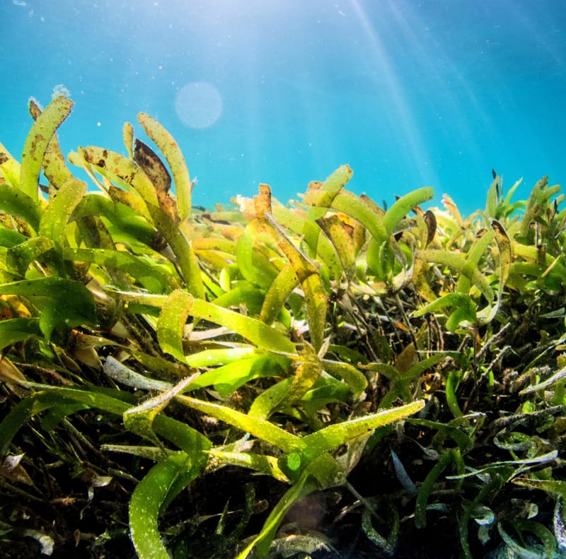 CARRAGEENAN POWDER