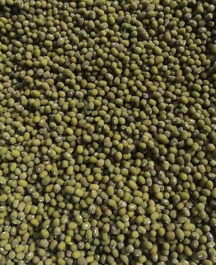 MUNG BEAN (GREEN GRAM)