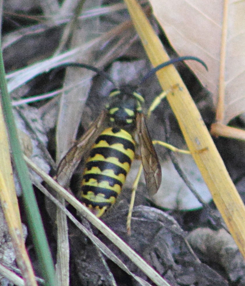 SCGIS Webinar: Using community science to predict extinctions and monitor threatened species