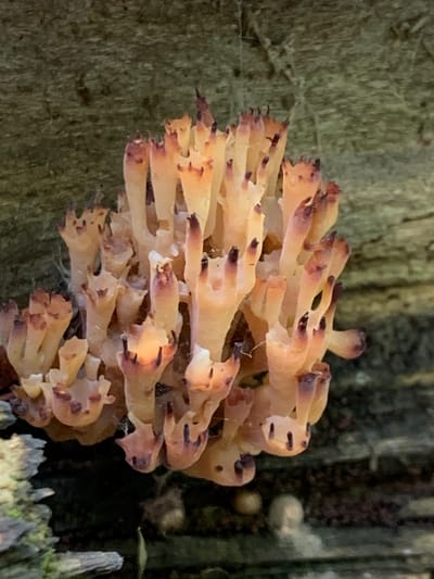 iNaturalist Mushroom Identification