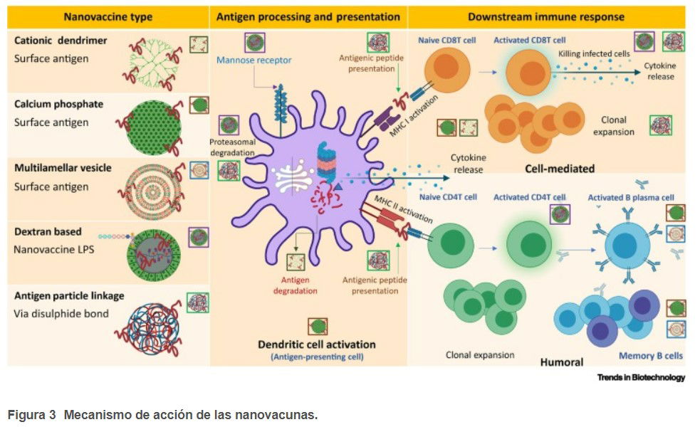 Nanovacunas: tendencias y potencial