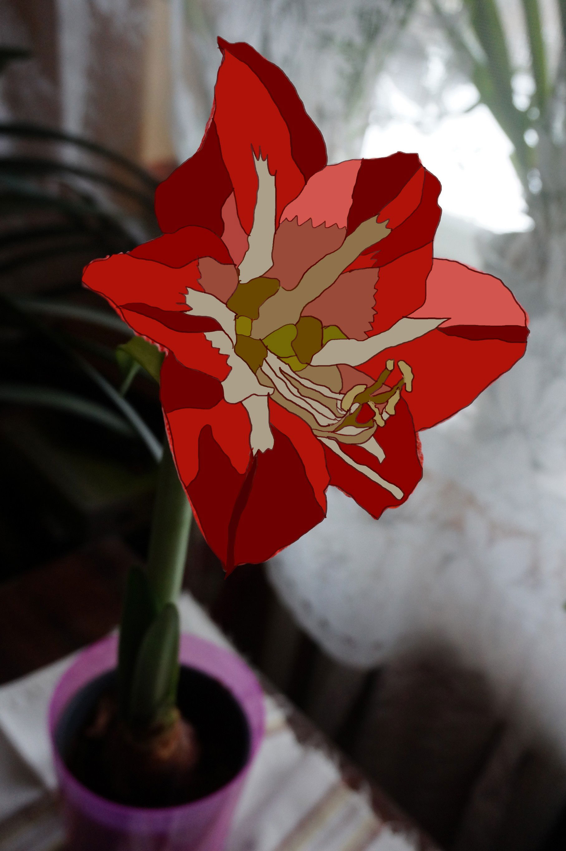 Hippeastrum Amarylis