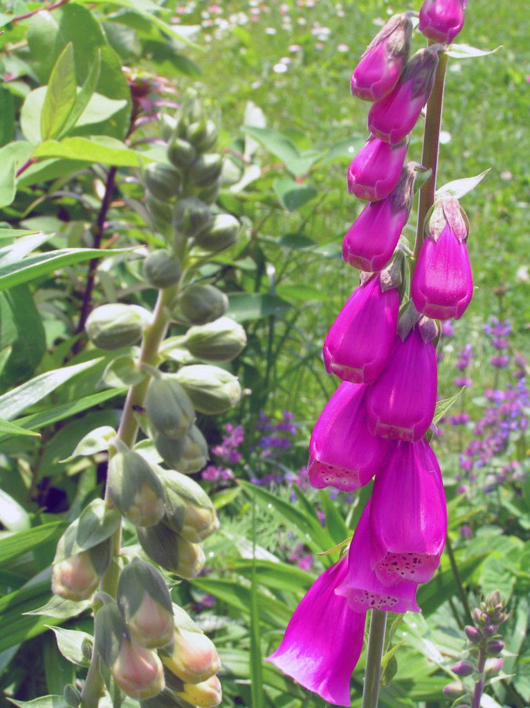 Naparstnica Digitalis