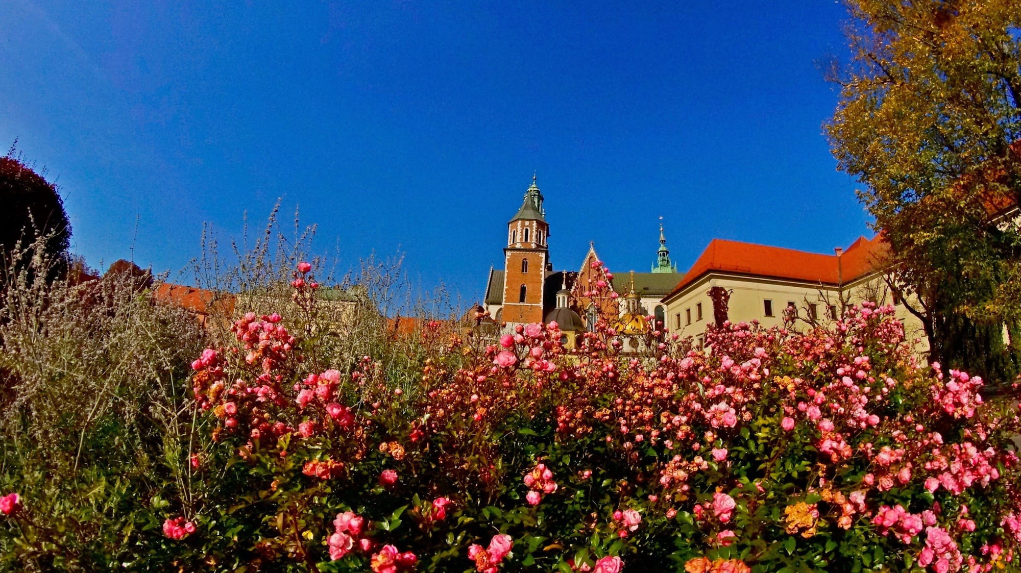 Wawel w różach jesienią.