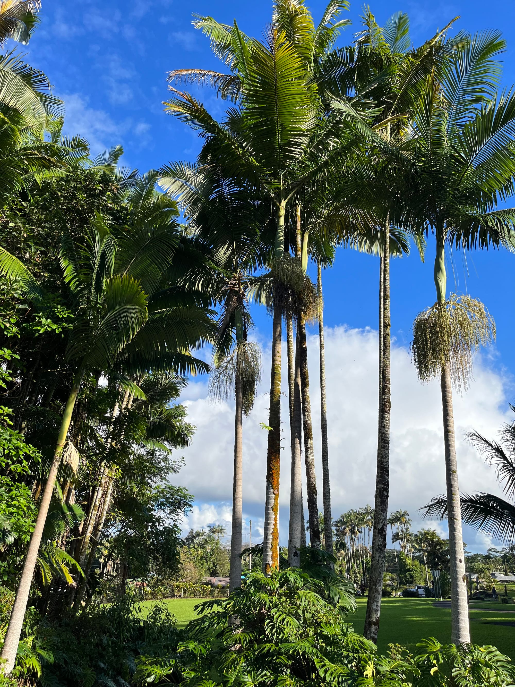 My beautiful birthplace Hawaii