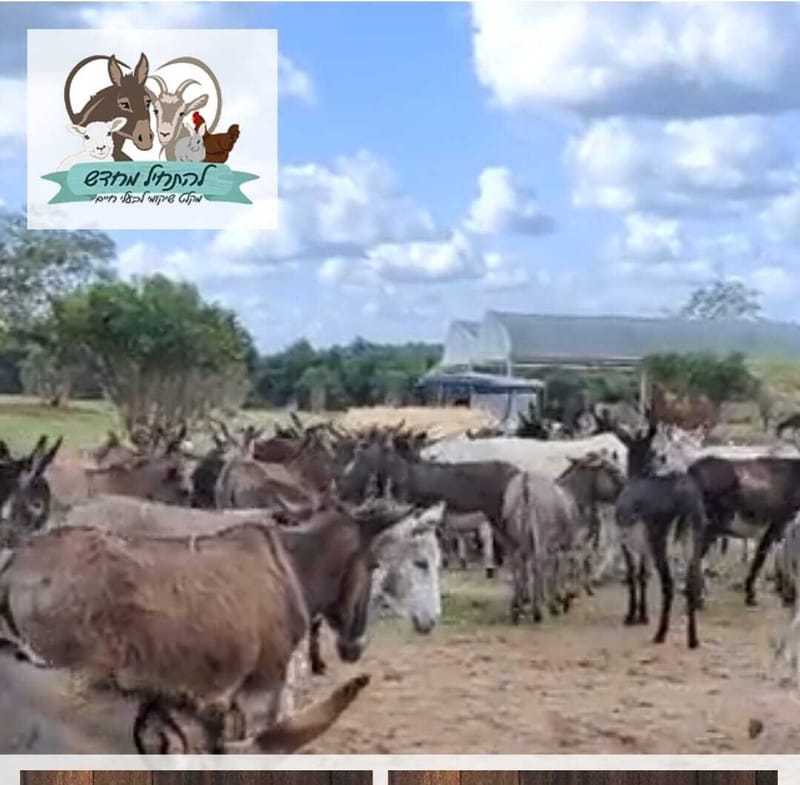 להתחיל מחדש- מקלט שיקומי לבעלי חיים