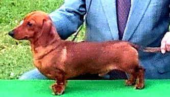 WIENER'S KENNELへようこそ image