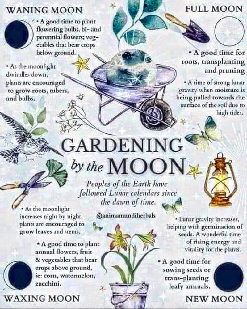 Seven Sisters Companion Planting and the Moon Cycle Method: Indigenous Gardening Workshop with Audrey Logan