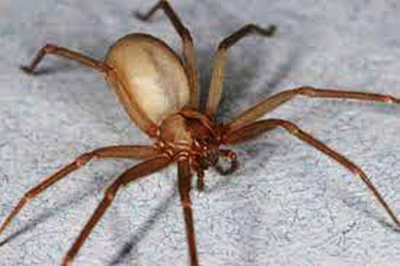 O perigo das aranhas