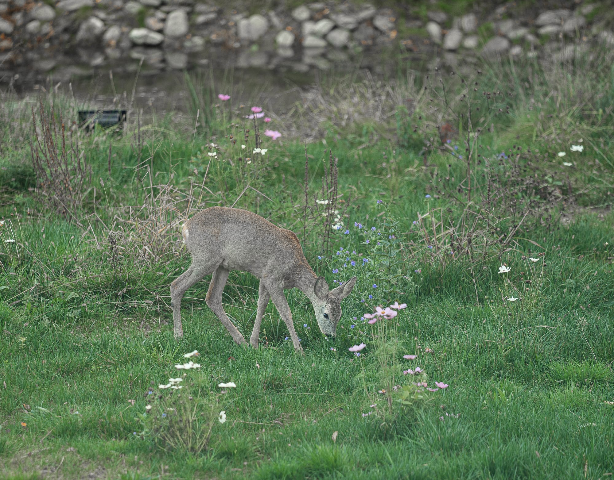 Fauna în Munții Făgăraș