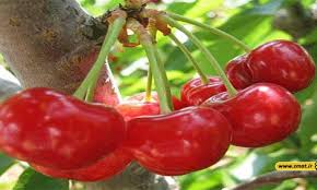 BAKHSHIAN SPRING FRUIT میوه بهار بخشیان