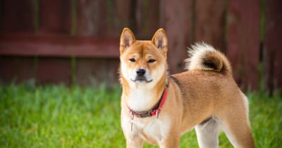 What is Special About Shiba INU?