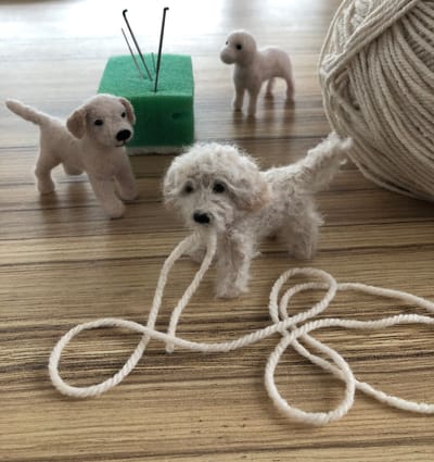 Labrador to Cockerpoo