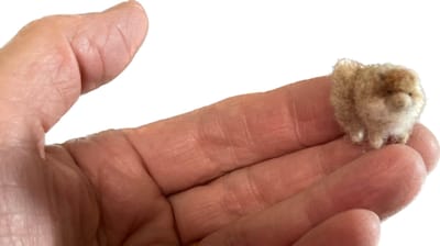 2023  Teeniest Tiniest Dogs