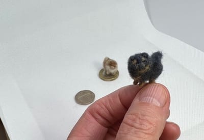 Wed 12th July - Pomeranian